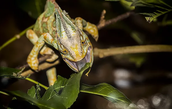 Nature, background, lizard
