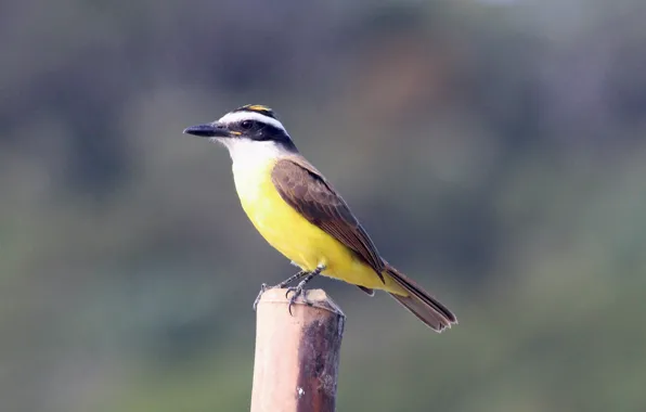 Picture Wood, Yellow, Bird, Beak, Eye, Bem-Te-Vi
