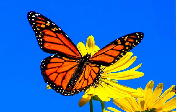 Macro, flowers, background, butterfly, wings, The monarch, Silphium