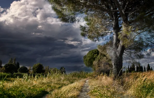 Picture road, nature, tree