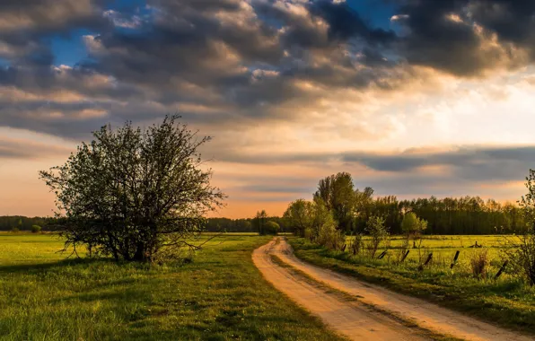 The sky, Road, Trees