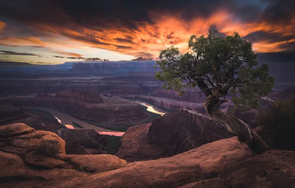 Sunset, tree, canyons