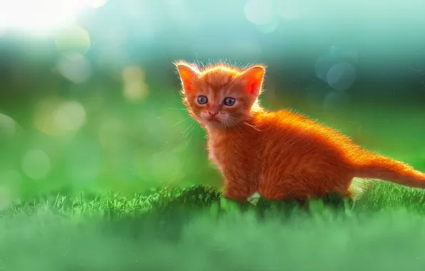 Baby, kitty, cutie, lawn, green grass, meow, Viktor Kholudeev, The Ginger Miracle
