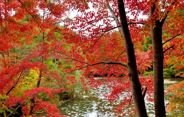 Autumn, forest, leaves, water, trees, the crimson