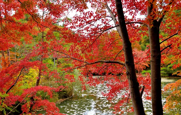 Picture autumn, forest, leaves, water, trees, the crimson