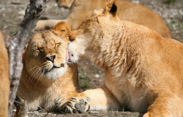 Leo, pair, weasel, lions