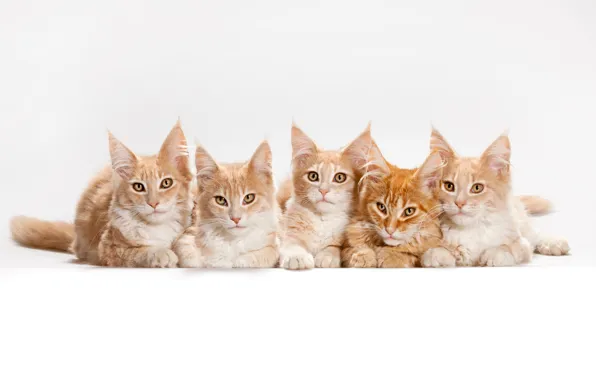 Cat, cats, kittens, white background, Maine Coon