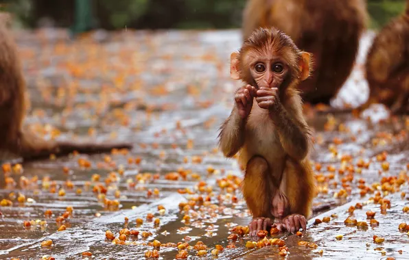 Look, drops, pose, rain, legs, monkey, face, sitting