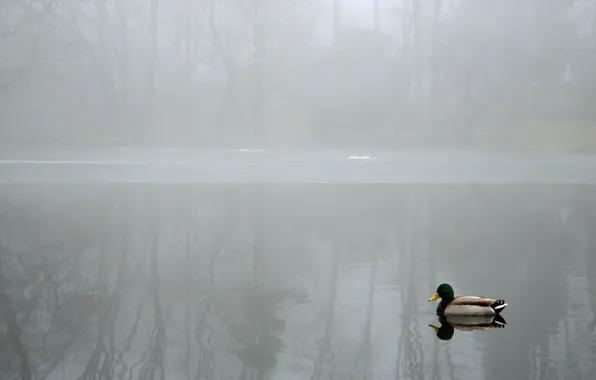 Picture landscape, fog, lake, duck