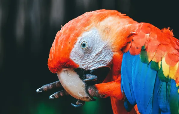 Look, pose, the dark background, bird, portrait, beak, parrot, claws