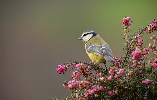 Flowers, Nature, Bird, Bush