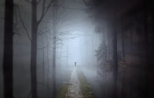 Autumn, forest, water, trees, night, branches, pose, fog