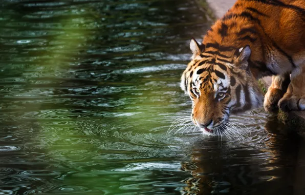 Picture forest, summer, tiger, stay, blur, wild cat, animals, nature