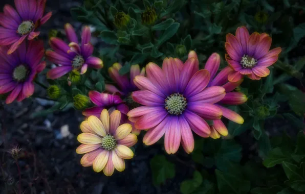 Leaves, flowers, the dark background, yellow, flowerbed, blur, lilac, osteospermum