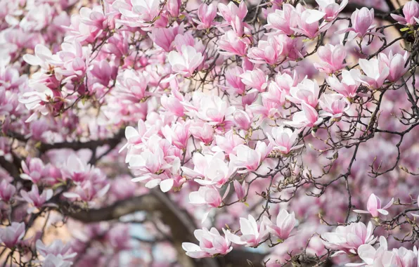 Flowers, branches, spring, petals, gentle, pink, flowering, flowering tree