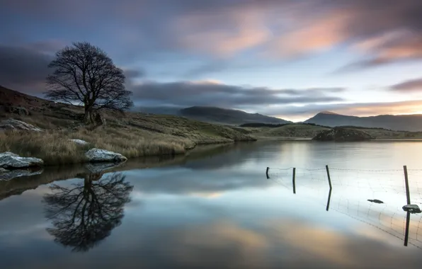 Trees, lake, the evening