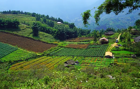 The sky, Nature, Trees, Field, Nature, Sky, Vietnam, Vietnam