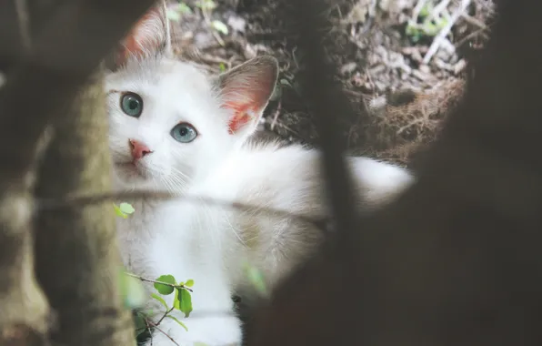 White, kitty, looks