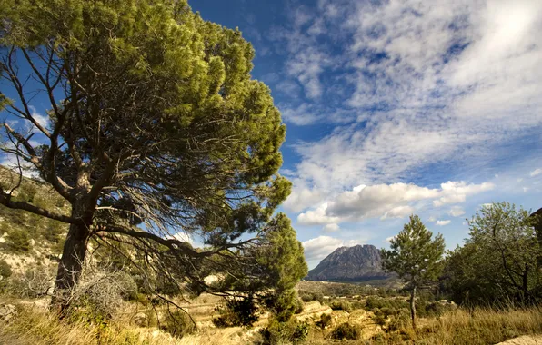 Picture trees, valley, Spain, Spain, the mountain of the Puig Campana, Puig Campana Mountain