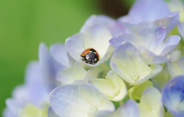 Picture macro, flowers, plant, ladybug, beetle, petals, light, insect