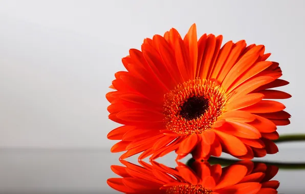 Picture flowers, beauty, harmony