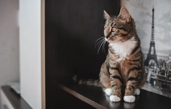 Cat, kitty, room, furniture, shelf, wardrobe, sitting, tabby