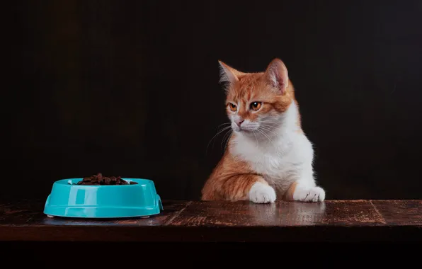 Cat, cat, look, pose, the dark background, red, muzzle, bowl