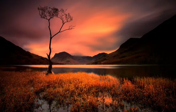 Trees, mountains, night, lake