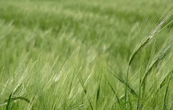Wheat, greens, field