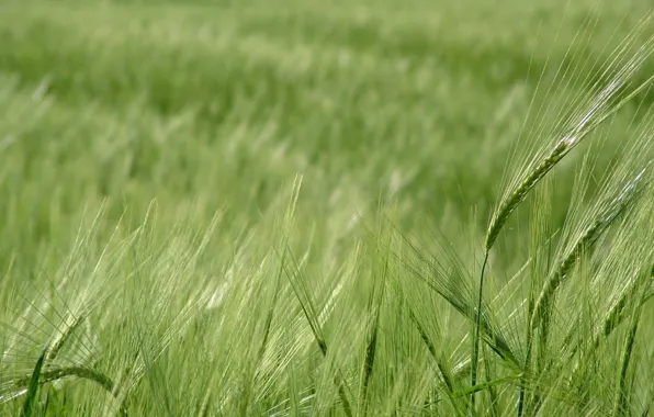 Picture wheat, greens, field