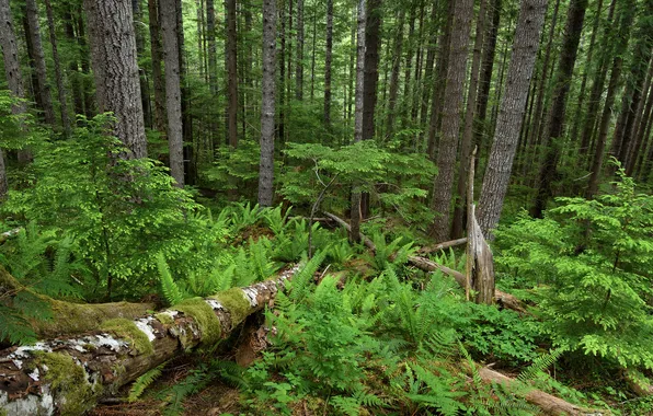 Picture forest, trees, nature, ferns