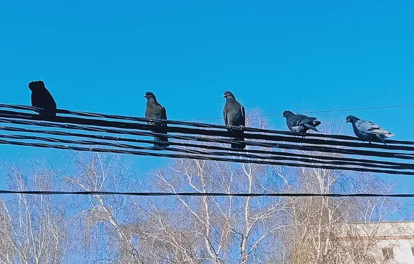 The sky, birds, wire, pigeons, pigeons on wires