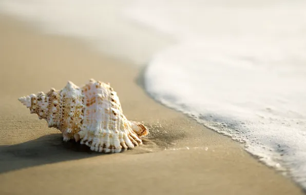 Sand, sea, shell, surf