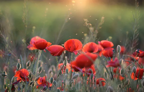 Summer, light, flowers, Maki, meadow, red, bokeh, poppy field