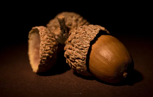 Nuts, brown, acorn