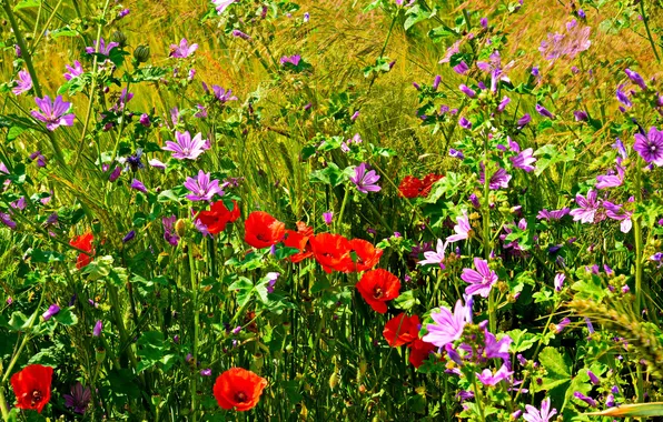 Picture field, grass, flowers, Maki, petals, meadow