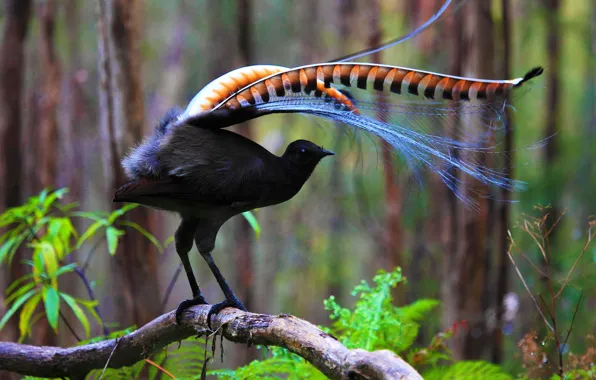 Feathers, Australia, Tasmania, big bird-Lira, lyrebird common