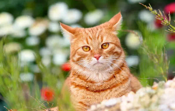 Picture animals, summer, cat, cats, nature, cottage, Pets, red cat