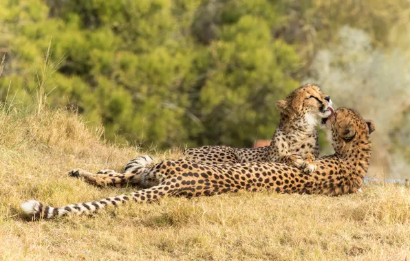 Grass, trees, nature, pose, background, pair, Cheetah, care