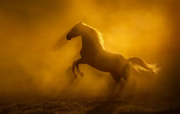 Field, light, nature, pose, fog, horse, dawn, horse
