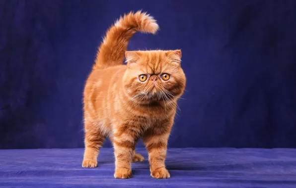 Cat, cat, look, face, pose, kitty, legs, red