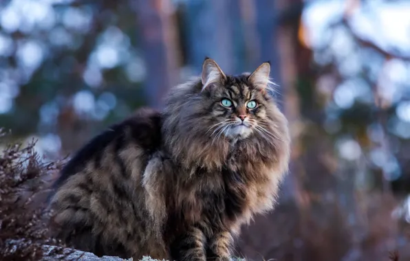 Cat, cat, look, nature, fluffy, blue eyes, sitting, bokeh