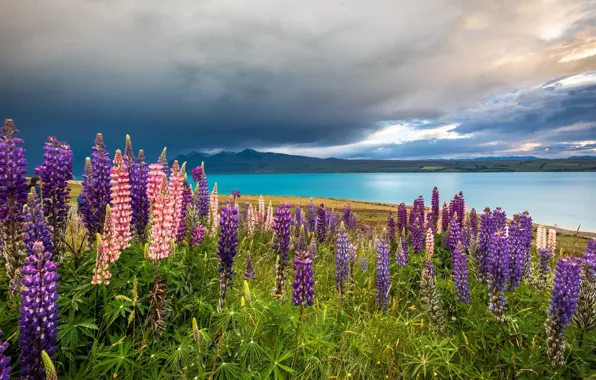 Flowers, mountains, lake, New Zealand, meadow, New Zealand, Lake Tekapo, lupins