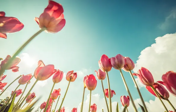 Picture flowers, tulips, pink