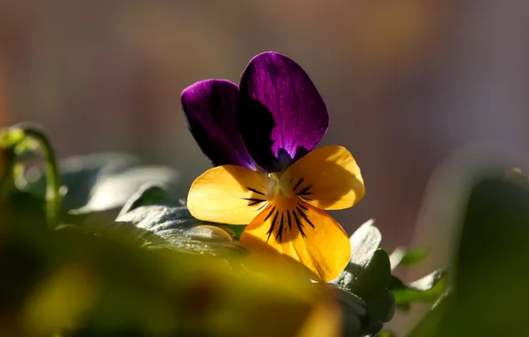 Flower, leaves, macro, light, petals, Pansy, two-tone, purple