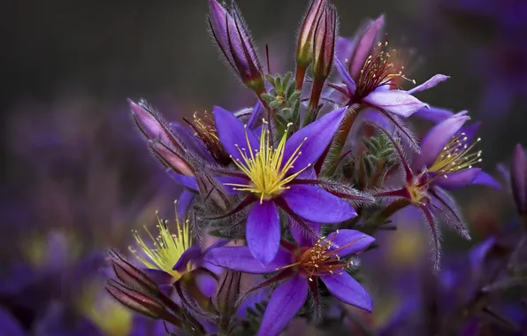 Macro, flowers, stamens, buds, inflorescence, lilac, Calytrix