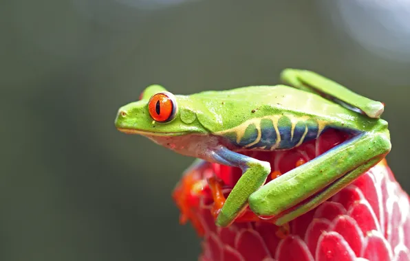 Look, macro, pose, grey, background, plant, frog, legs
