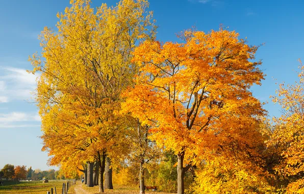 The sky, landscape, Autumn trees, Golden autumn