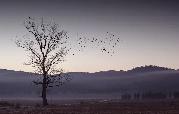 Field, trees, landscape, bird