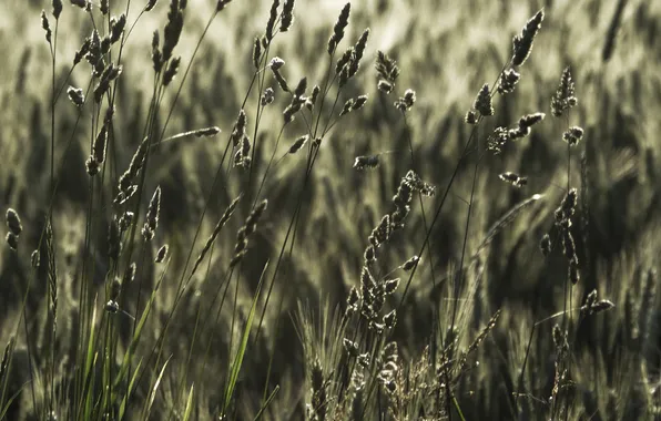 Picture wheat, field, grass, nature, photo, ears